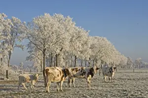 Cattle - in snow