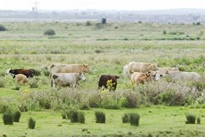 Images Dated 10th August 2011: Cattle on Thames Grazing Marshes