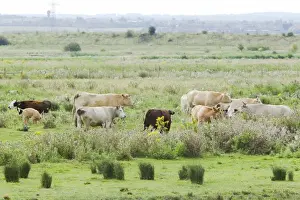 Graze Prints: Cattle on Thames Grazing Marshes Rainham Marsh RSPB Reserve Essex, UK MA002358