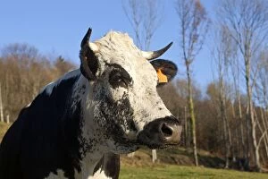 Images Dated 16th November 2011: Cattle - Vosgian Cow in a meadow