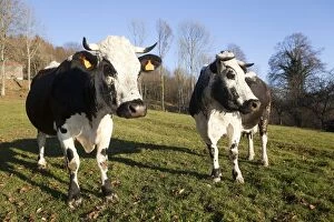 Images Dated 16th November 2011: Cattle - Vosgian Cows in a meadow