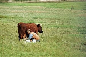 Images Dated 10th September 2005: Cattle - woman milking cow In Lithuania