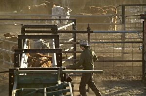 Cattle in yards.Cattle drafting - separating calves
