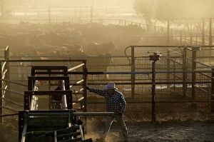 Branding Gallery: Cattle in yards.drafting cattle - separating calf