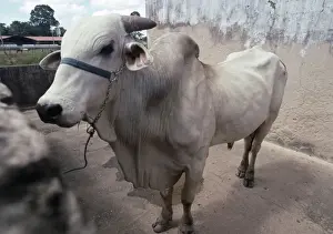 Ranches Prints: Cattle - Zebu Bull at ranch in Rondonia State, Amazonia, Brazil, South America