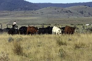 Cattleman herding Angus / Charolais cattle