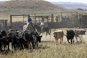 Images Dated 1st September 2005: Cattleman herding Angus / Charolais cattle