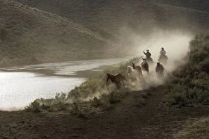 Images Dated 2nd September 2005: Cattleman herding Quarter / Paint Horses
