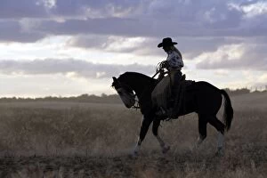 Images Dated 1st September 2005: Cattleman with Quarter / Paint Horse