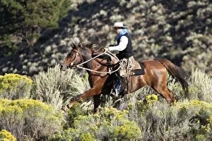 Images Dated 31st August 2005: Cattleman riding Quarter / Paint Horse