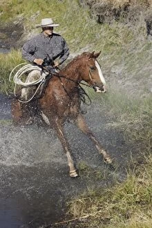 Cattleman riding Quarter / Paint Horse