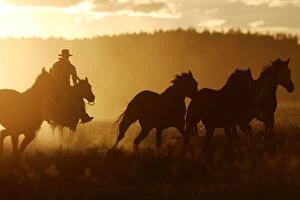 Images Dated 1st September 2005: Cattleman riding Quarter / Paint Horse at sunset