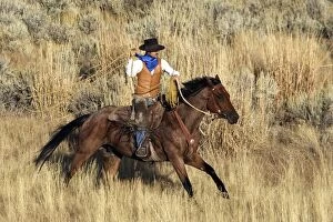 Images Dated 3rd September 2005: Cattleman riding Quarter / Paint Horse - using lasso