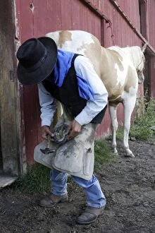 Images Dated 1st September 2005: Cattleman shoeing Quarter / Paint Horse