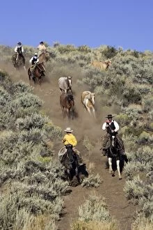 Images Dated 31st August 2005: Cattlemen herding Quarter / Paint Horses