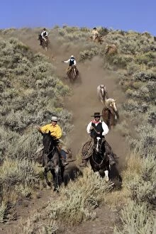Images Dated 31st August 2005: Cattlemen herding Quarter / Paint Horses
