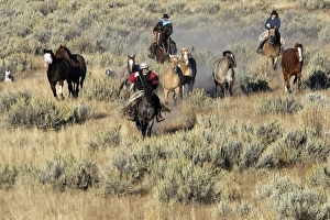 Cattlemen herding Quarter / Paint Horses Cattlemen herding Quarter / Paint Horses