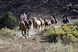 Cowboys / Cowgirls - riding on Quarter Horses