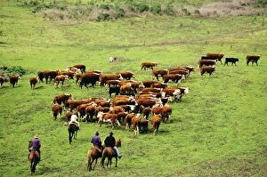Branding Gallery: Cattlemen rounding up cattle for branding