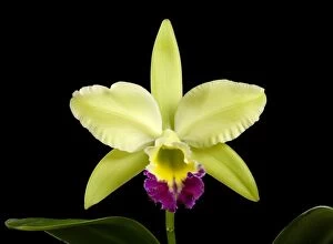 Cattleya - Orchid