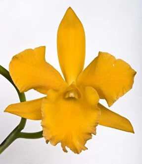 Images Dated 22nd November 2007: Cattleya Orchid