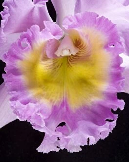 Cattleya Orchid - Cattleya hybrid - Detail of the labellum