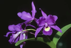 Tropic Gallery: Cattleya Orchid, (Cattleya skinneri), National