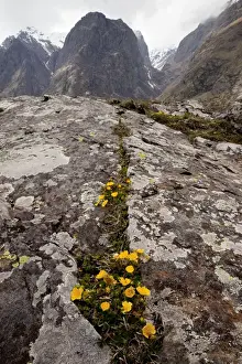 Caucasus Prints: Caucasian Cinquefoil - in Devdoraki valley near Kazbegi, the Great Caucasus, Georgia