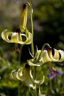 Bulbous Gallery: Caucasian Lily