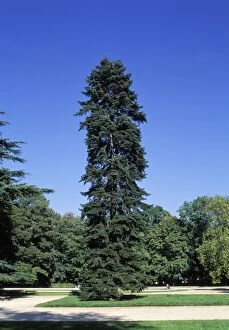 Abies Gallery: Caucasian Spruce - In a park