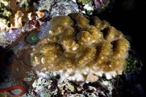 Cauliflower / Brush / Cluster Coral photographed in aquarium