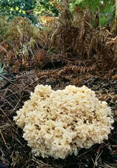Images Dated 14th October 2005: Cauliflower Fungus - parasitic on conifer tree