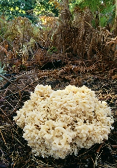 Images Dated 14th October 2005: Cauliflower Fungus - parasitic on conifer tree