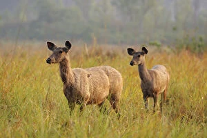 Attentive Gallery: Cautious Sambar Deers approaching,Corbett