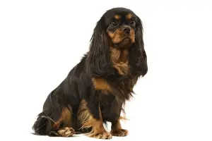 Cavalier King Charles