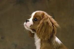 Cavalier King Charles Dog