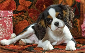Puppies Collection: Cavalier King Charles Dog - puppy