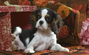 Cavalier King Charles Dog - puppy