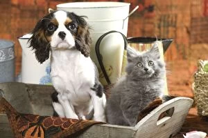 Cavalier King Charles Dog - puppy with grey kitten