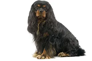 Cavalier King Charles Spaniel