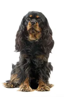Cavalier King Charles Spaniel