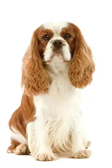 Spaniels Prints: Cavalier King Charles Spaniel