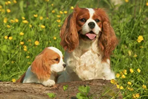 Families Collection: Cavalier King Charles Spaniel - adult and puppy