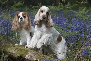 Cocker Gallery: Cavalier King Charles Spaniel and Cocker Spaniel in Blue