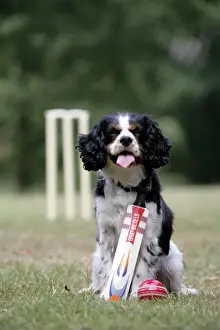 With Ball Prints: Cavalier King Charles spaniel with cricket bat and ball