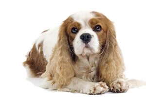 Images Dated 16th October 2010: Cavalier King Charles Spaniel Dog