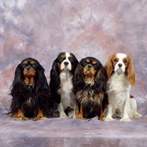 Lines Collection: Cavalier King Charles Spaniel Dog