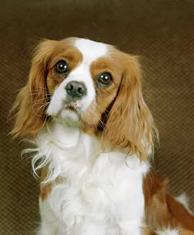 Nose Collection: Cavalier King Charles Spaniel Dog