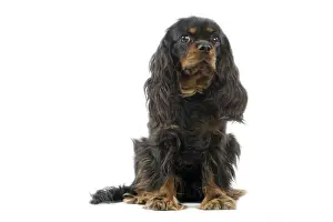 Cavalier King Charles Spaniel Dog