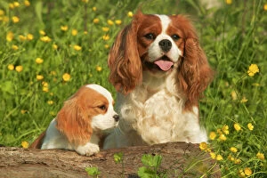 Cavalier King Charles Spaniel Dog - adult and puppy, in buttercup field